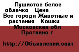 Пушистое белое облачко › Цена ­ 25 000 - Все города Животные и растения » Кошки   . Московская обл.,Протвино г.